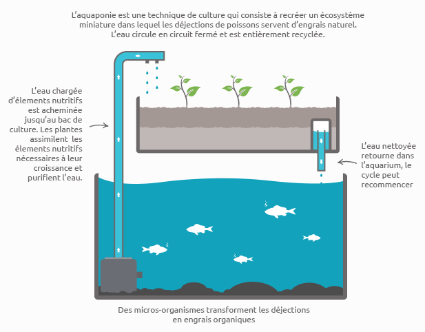 L'aquaponie” : cultiver des plantes en élevant des poissons, comment ça  marche? : Femme Actuelle Le MAG