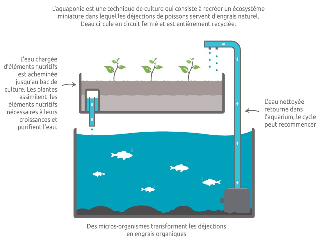 Schéma du cycle de l'aquaponie: L'aquaponie est une technique de culture qui consiste à recréer un écosystème miniature dans lequel les déjections de poissons servent d'engrais naturel. L'eau circule en circuit fermé et est entièrement recyclée. L'eau chargée d'éléments nutrifis est acheminée jusqu'au bac de culture. Les plantes assimilent les éléments nutritifs nécessaires à leur croissance et purifient l'eau du système aquaponique. L'eau nettoyée retourne ensuite dans le bassin ou l'aquarium et le cycle peut recommencer. L'aquaponie est très vertueuse comme vous pouvez le voir. Les systèmes et kits aquaponiques sont très simples à réaliser et commencent même à se trouver de plus en plus en vente sur les boutiques d'aquaponie. Investir dans un kit aquaponique est un acte que vous ne regretterez jamais.
