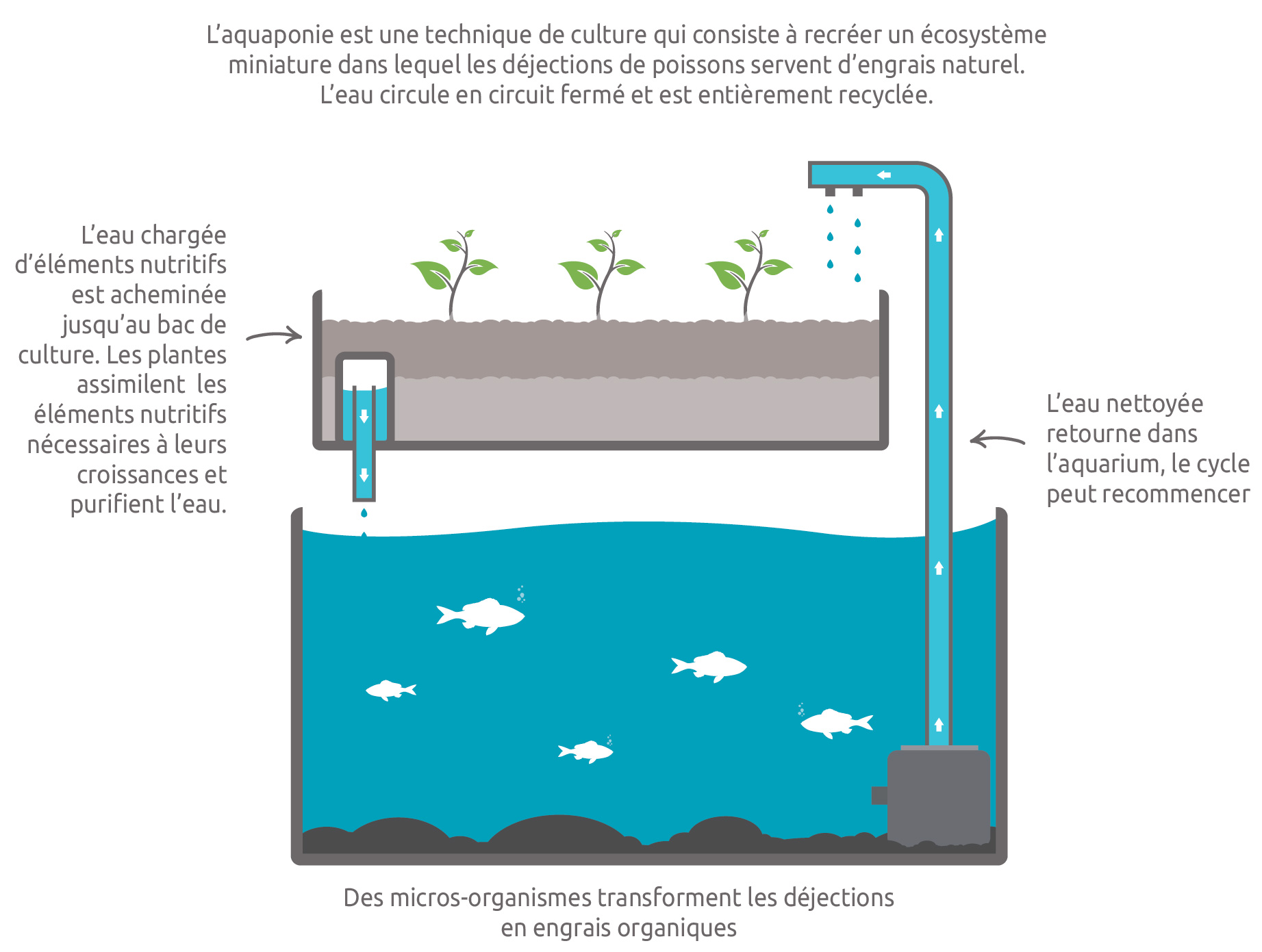 Pourquoi vous devriez arrêter l'hydroponie et débuter l'aquaponie