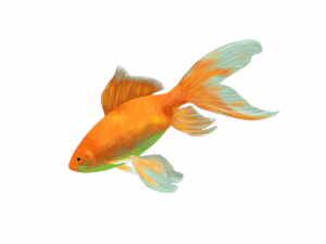 poisson rouge aquaponie