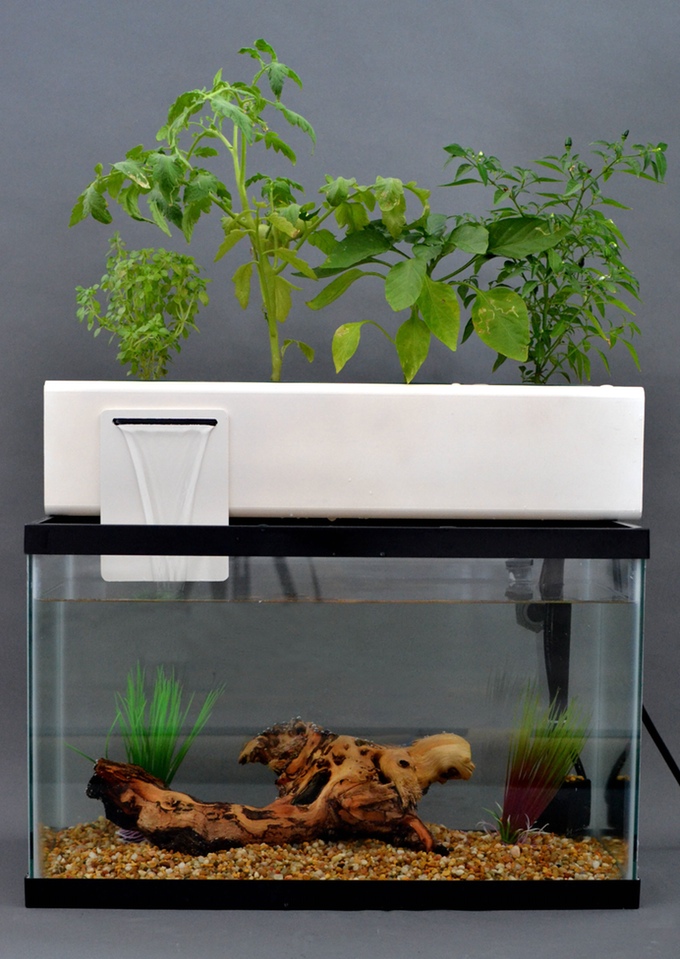 Aquarium en aquaponie, projet Blue Green Box