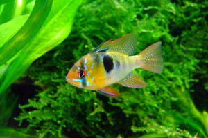 butterfly-cichlid-379074_1280