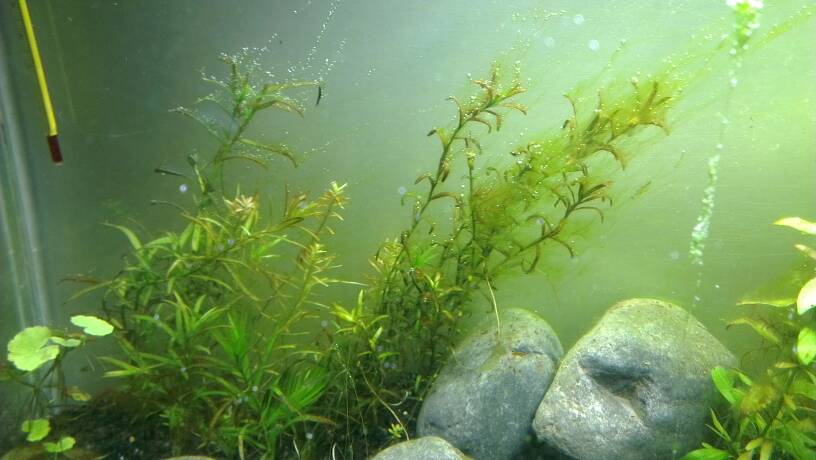 algues-aquaponie-4