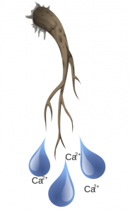 calcium en aquaponie (1)