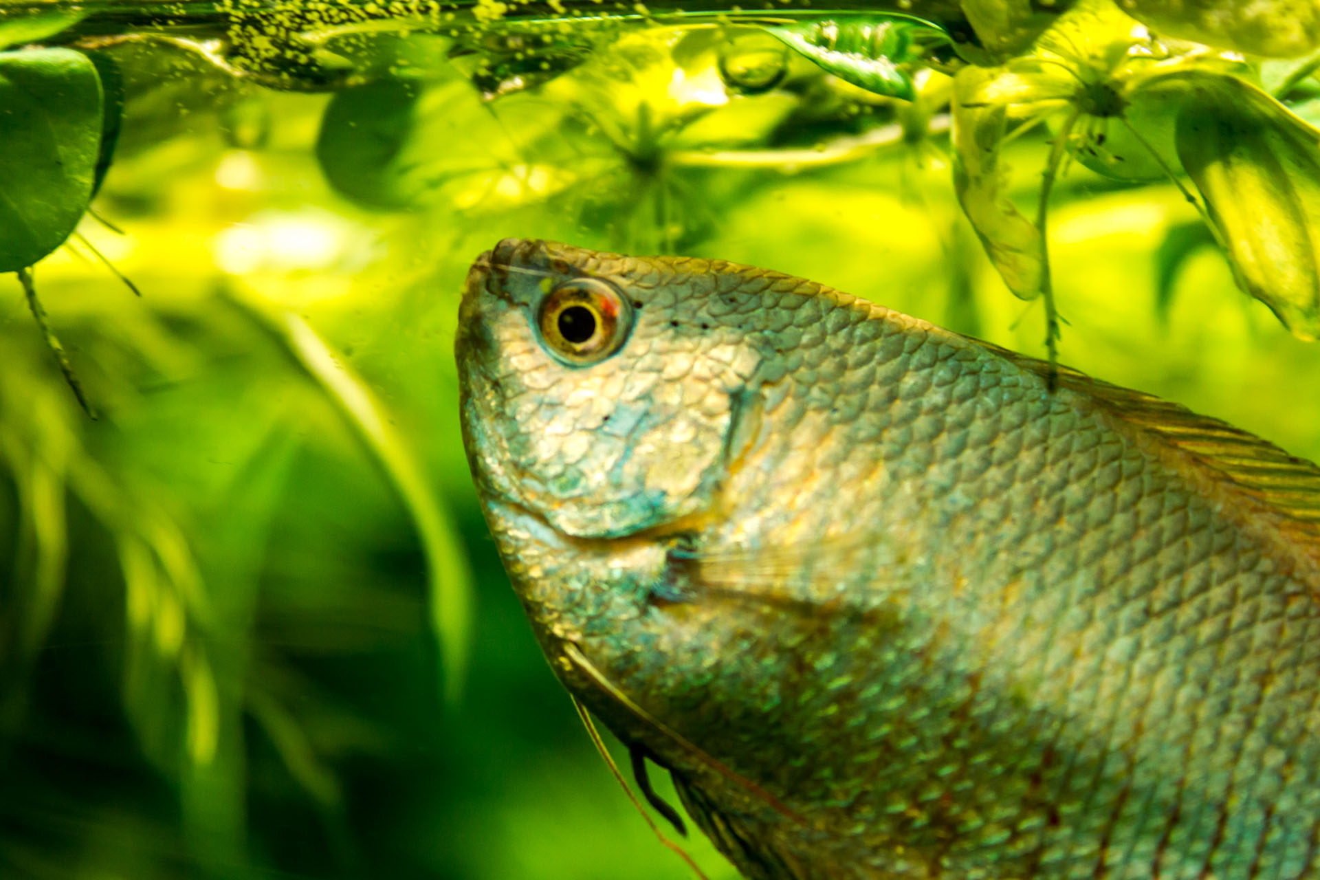 Comment nourrir mes poissons pendant les vacances ?