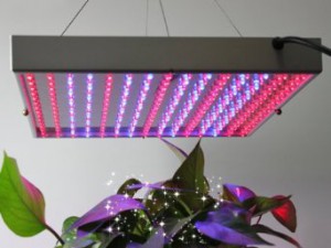 lampes LED