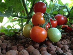 tomates-aquaponie