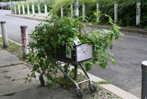 urban-gardening