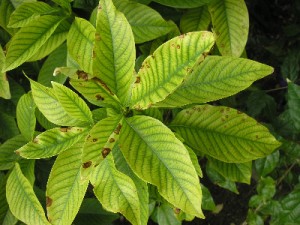 carence-manganese-aquaponie-feuilles