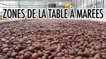 Les zones de substrat de la table à marées