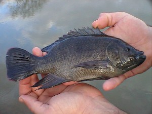 talapia mozambique