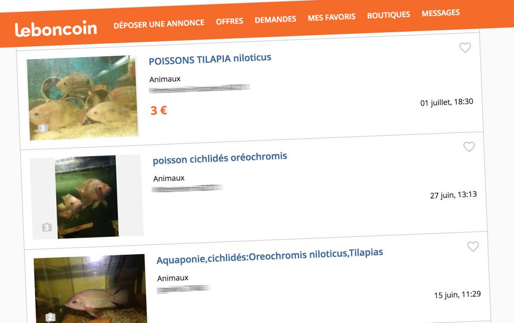 Où Acheter Des Tilapias En France Aquaponie