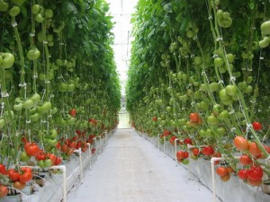 tomates-hydroponie