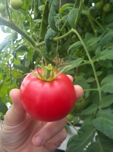 tomate-aquaponie
