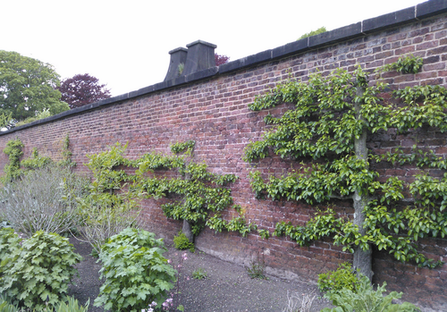 Un exemple de mur de cultures chauffé à Liverpool. Photo : The Horticultural Therapist