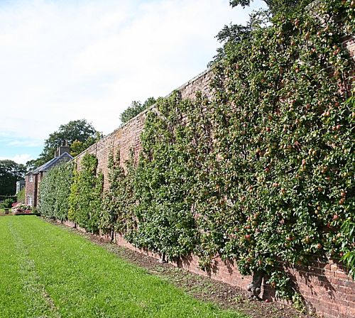 Un mur de culture anglais. Wikipédia