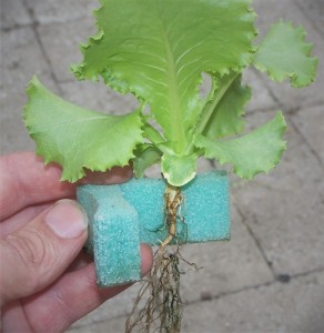 Grow-Grip-with-Plant