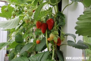 fraises-zipgrow-france