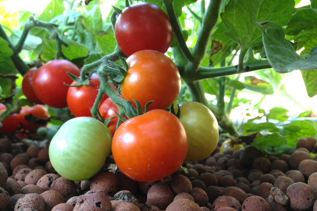 Cultiver des tomates en aquaponie
