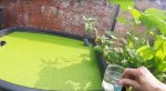 Cultiver la lentille d’eau en aquaponie (Lemna Minor)