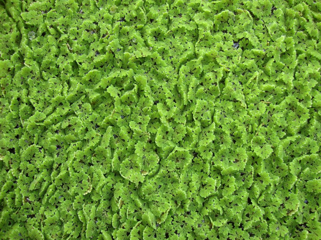 photo d'azolla en aquaponie