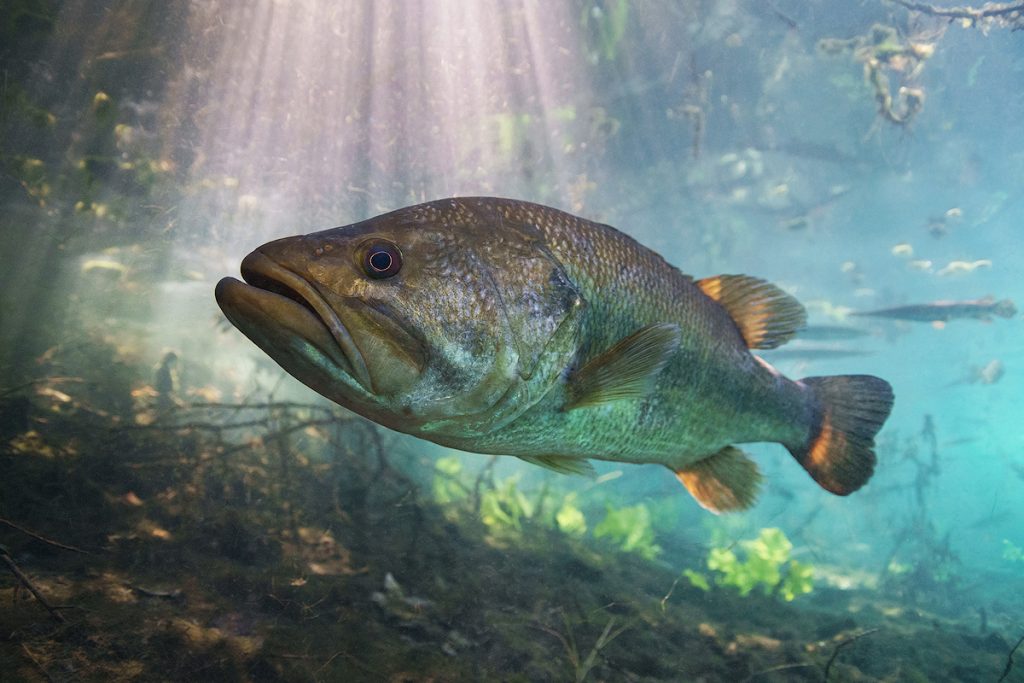 Micropterus salmoides, Black-bass © ISAAC SZABO